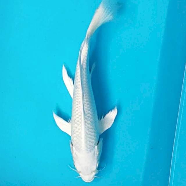 Kumpay Platinum 29cm