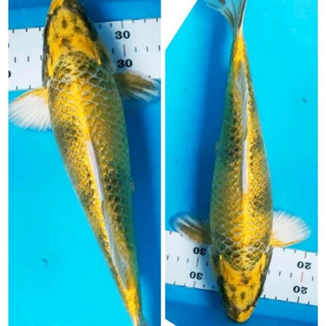 Kin showa ginrin bulky 31cm male