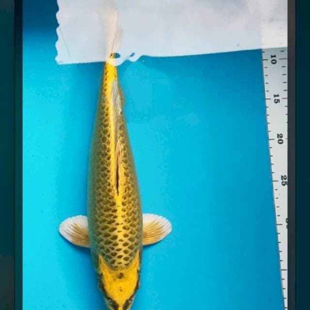 Yellow mukashi 35cm