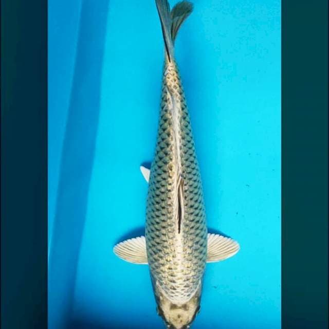 Good silver punuk 35cm