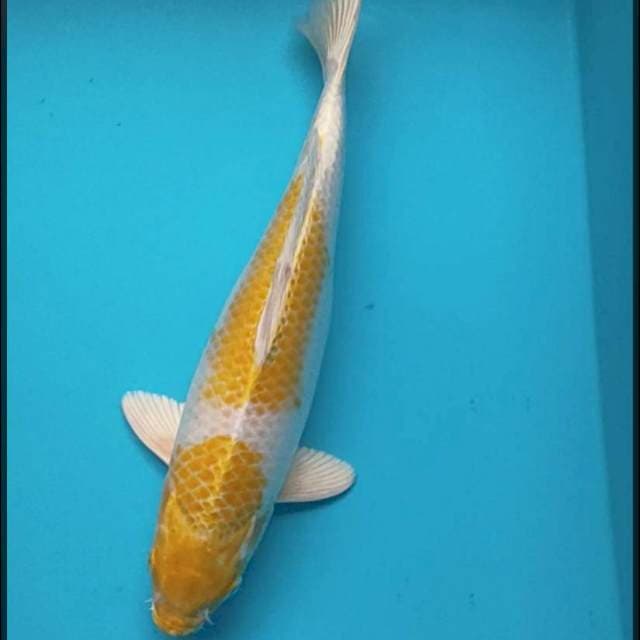 Hariwake jos 31cm
