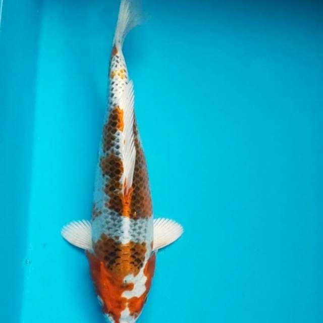 Strong kujaku 28cm