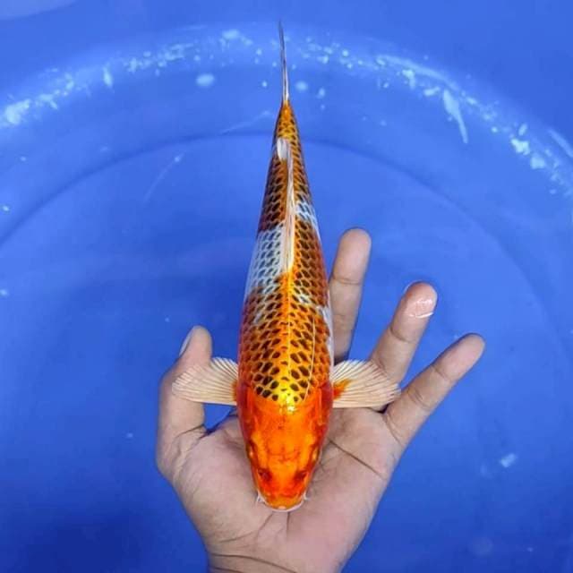 1. Kujaku Ring Rapi || 26 cm || Jantan