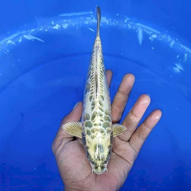 7. Mukasi Aragoke || 22 cm || Jantan