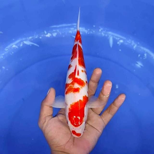 10. Kohaku || 25 cm