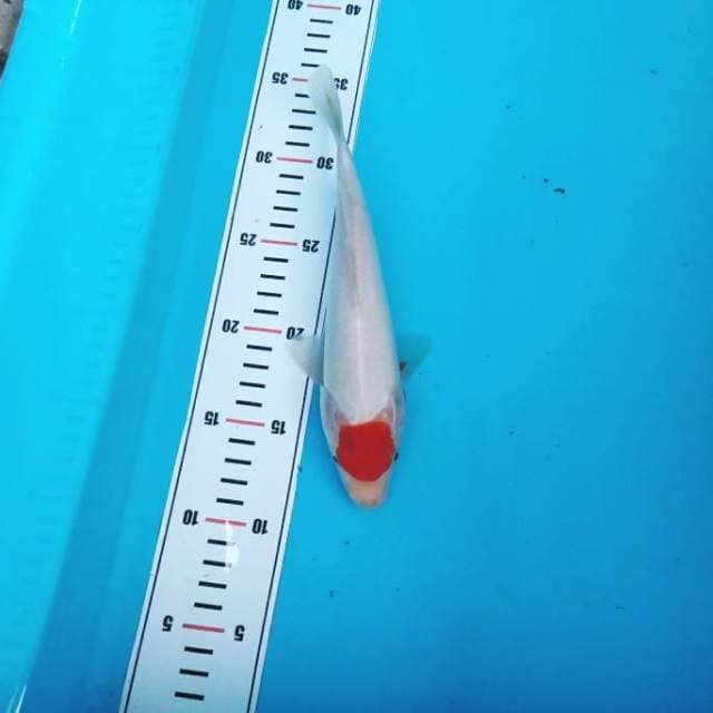 Tanco kohaku