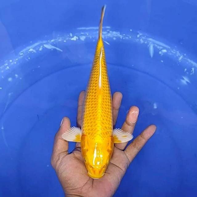 13. Ogon || 28 cm
