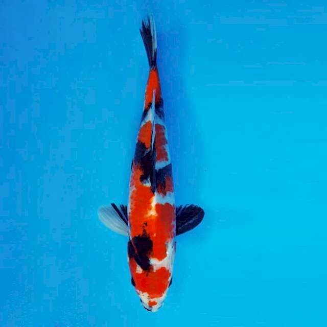 TENJIN 7 - Showa Evolution ®