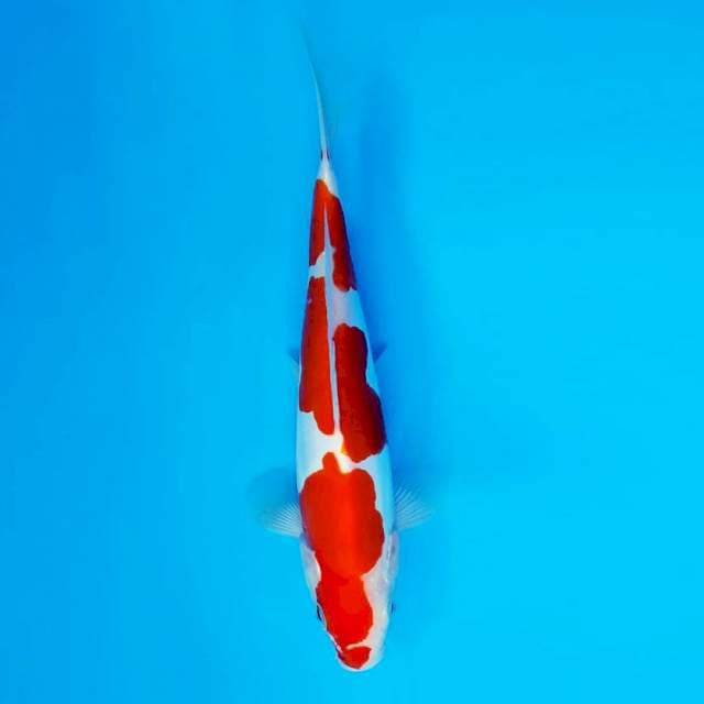 TENJIN 8 - Kohaku Doitsu ®