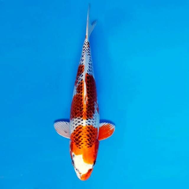 TENJIN 12 - Kujaku ®