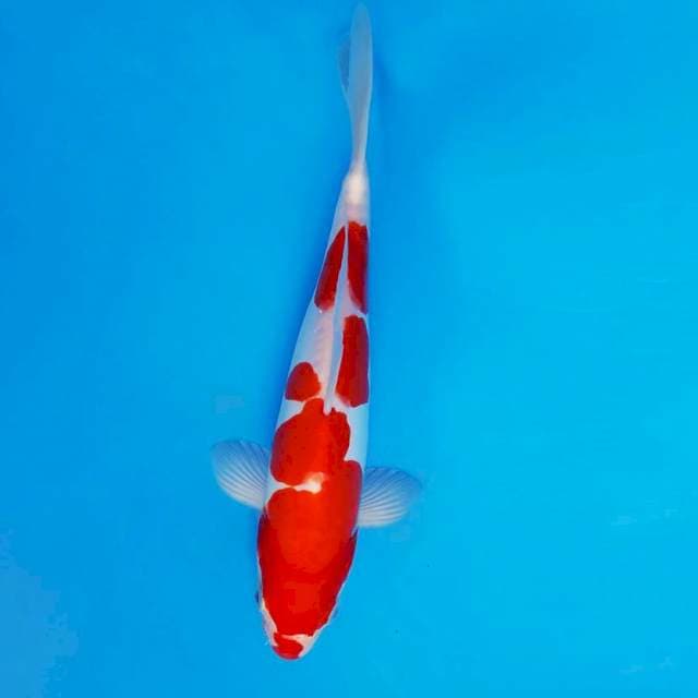 TENJIN 13 - Kohaku Doitsu ®