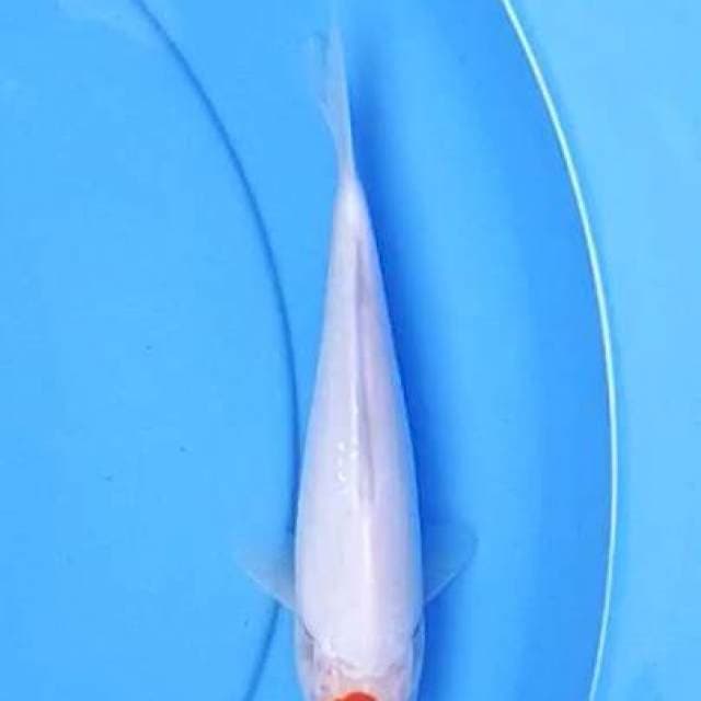Tancho 22 cm