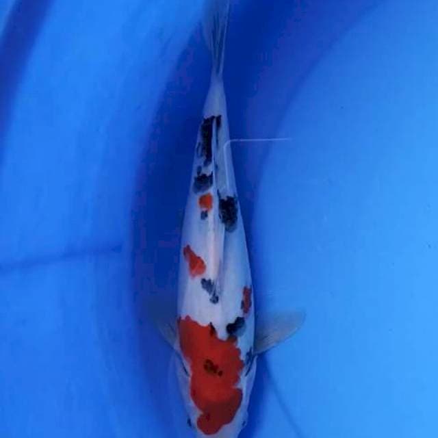 Sanke Joss 27 cm