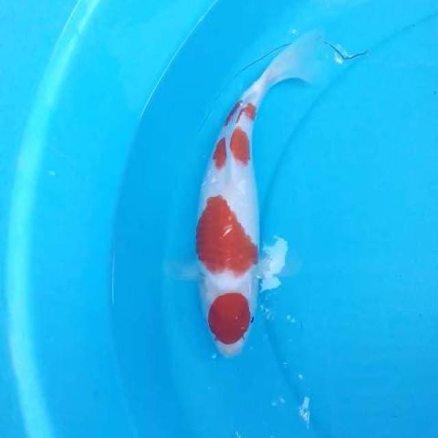 Kohaku 40bu