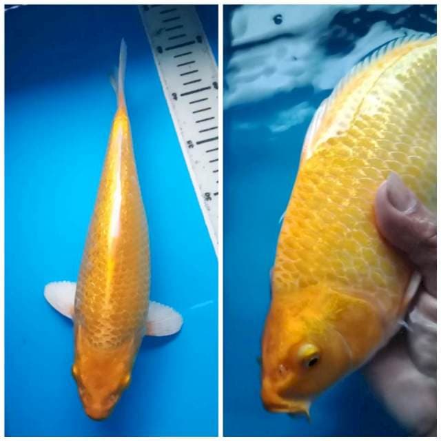 YAMABUKI GINRIN PUNUK 31 Cm