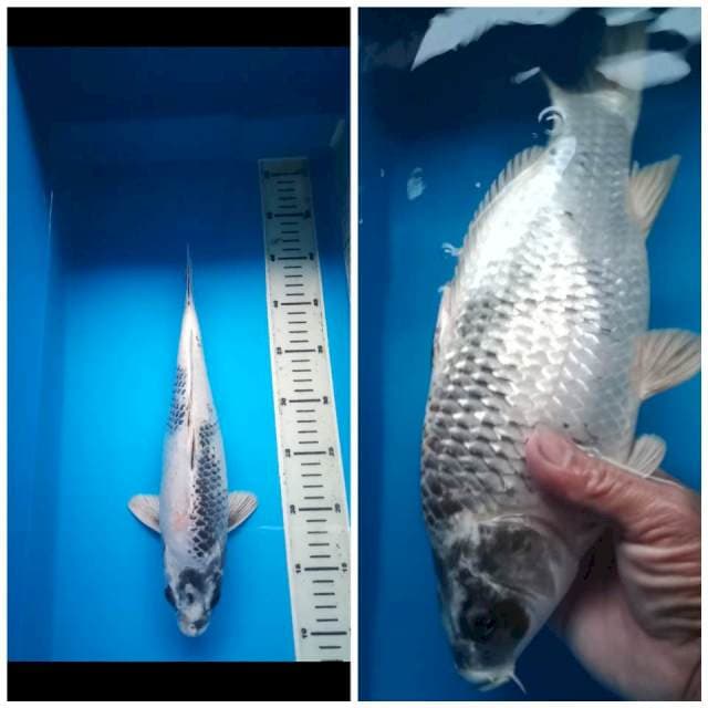 GIN SHIRO BERPUNUK 35 Cm