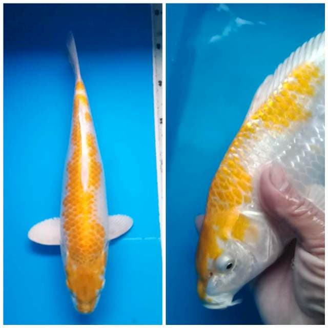 HARIWAKE BULKY 31 Cm