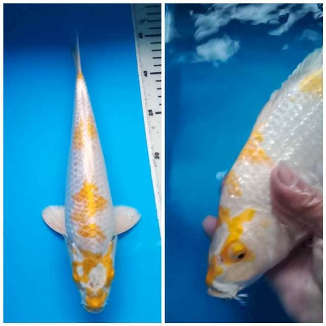 HARIWAKE BULKY GINRIN 29 Cm