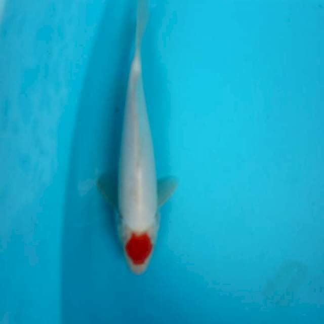 Tancho 25 cm