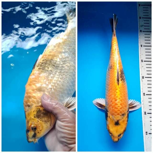 KIN SHOWA PUNUK 35 Cm