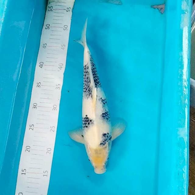 Shiro 33cm