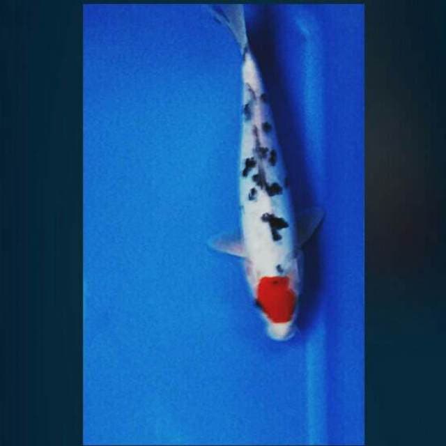 Tancho sanke doitsu 22cm male