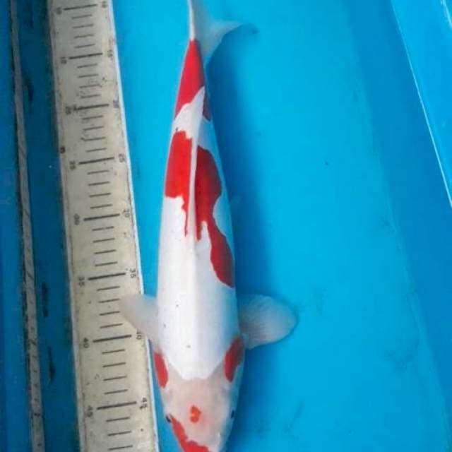 Beni kumon jumbo 42 cm