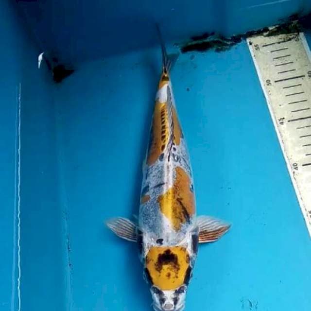 Kikokuryu 29cm Male