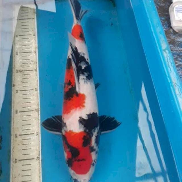 Showa 44 cm