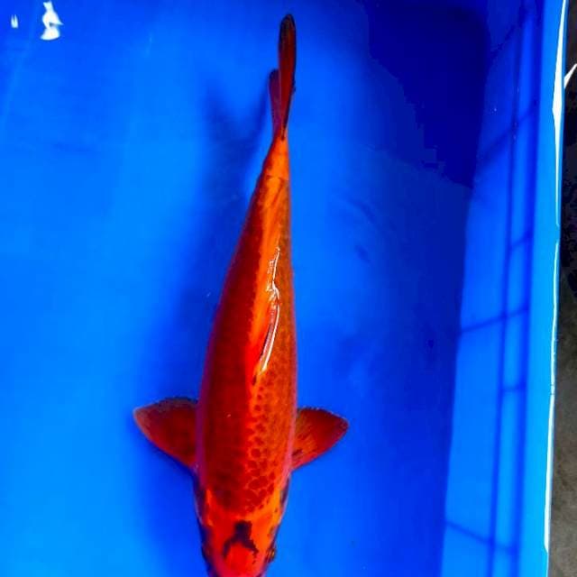 Wasabigoi/chagoi penjinak