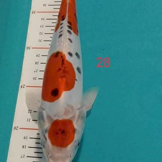 MARUTEN KIKORYU 28CM MALE