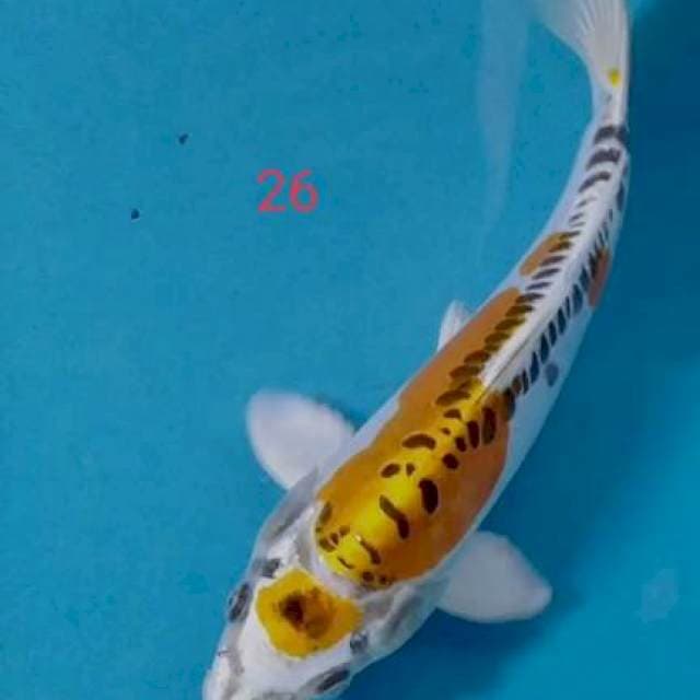 MARUTEN KIKORYU 26 cm