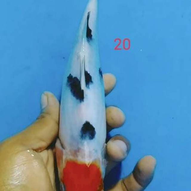 Tc sankene 20cm
