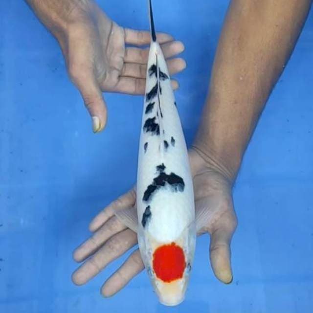 Tanco sanke 33cm