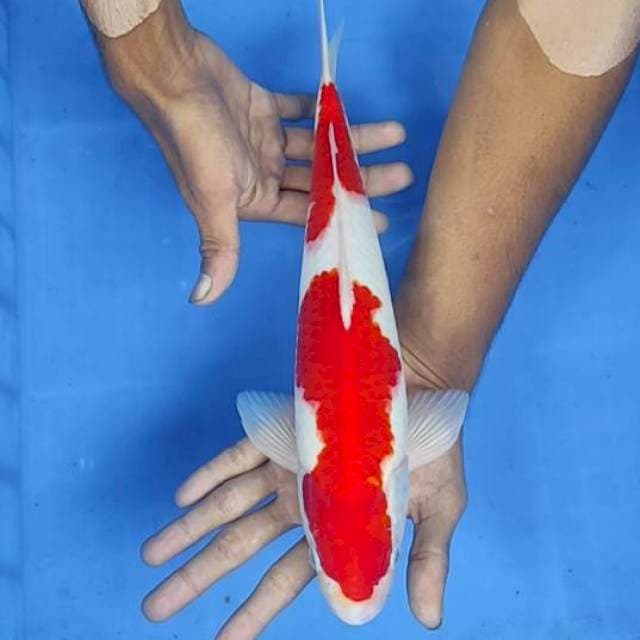 Kohaku 34cm