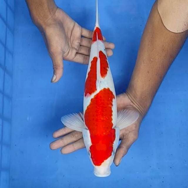 Sanke 35cm