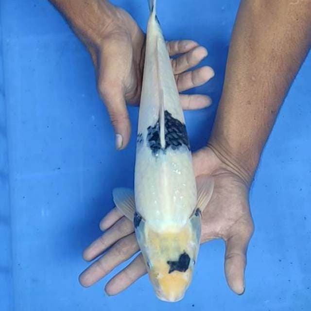 Shiro 34cm