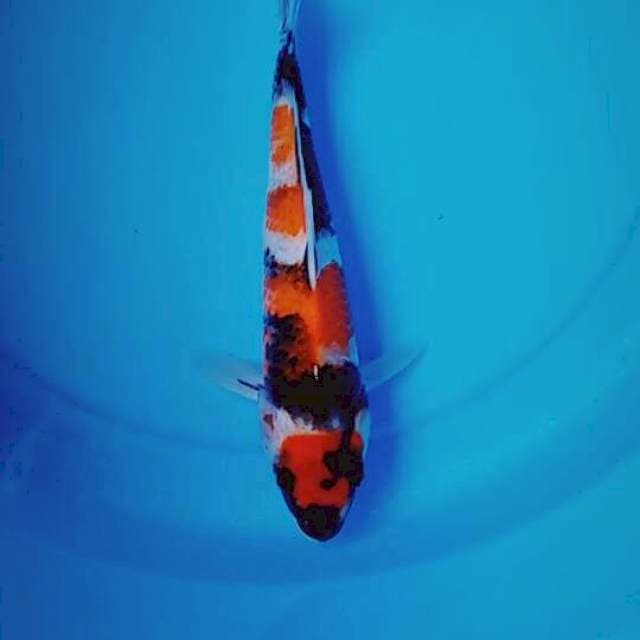 Showa 25cm