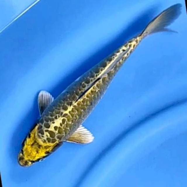 MUKASHI ARAGOKE # 31CM
