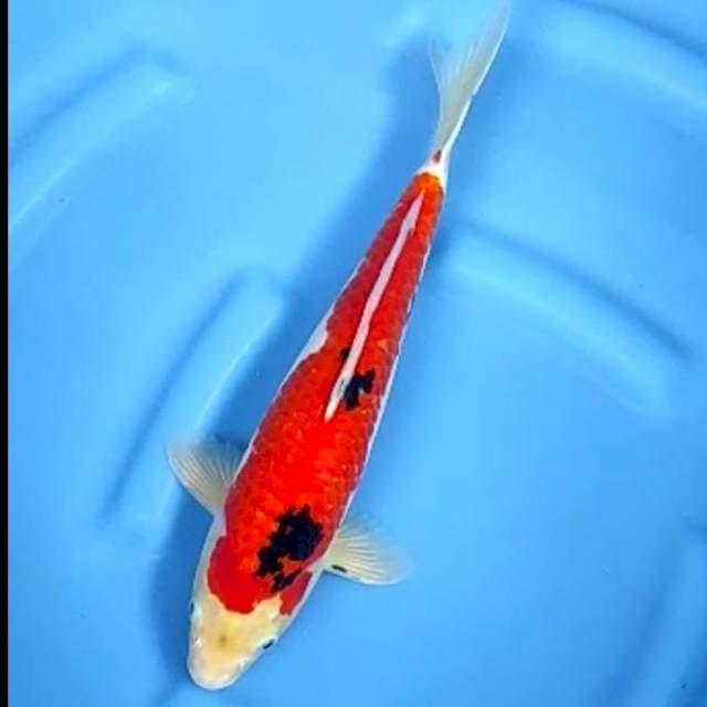 STRAIGHT SANKE # 36CM