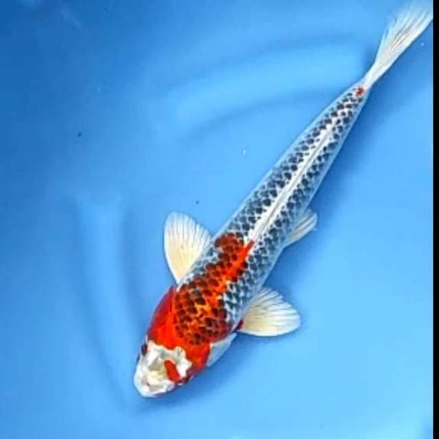 RED KUJAKU # 34CM