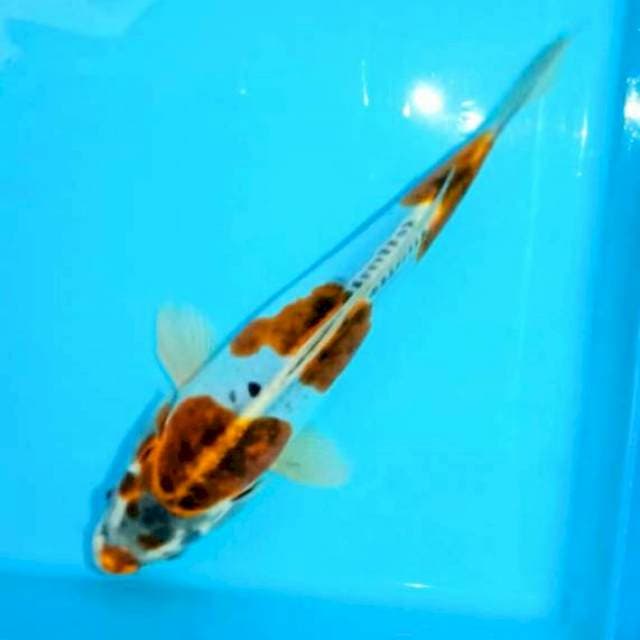 Kiko step 3 (27cm)