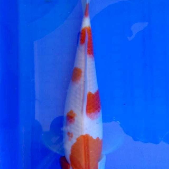 KOHAKU, 28 cm