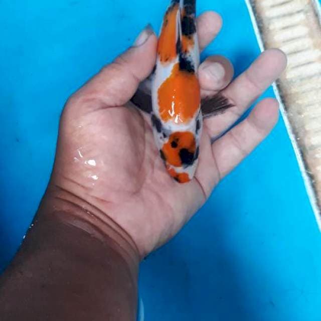 Maruten soa 19 cm