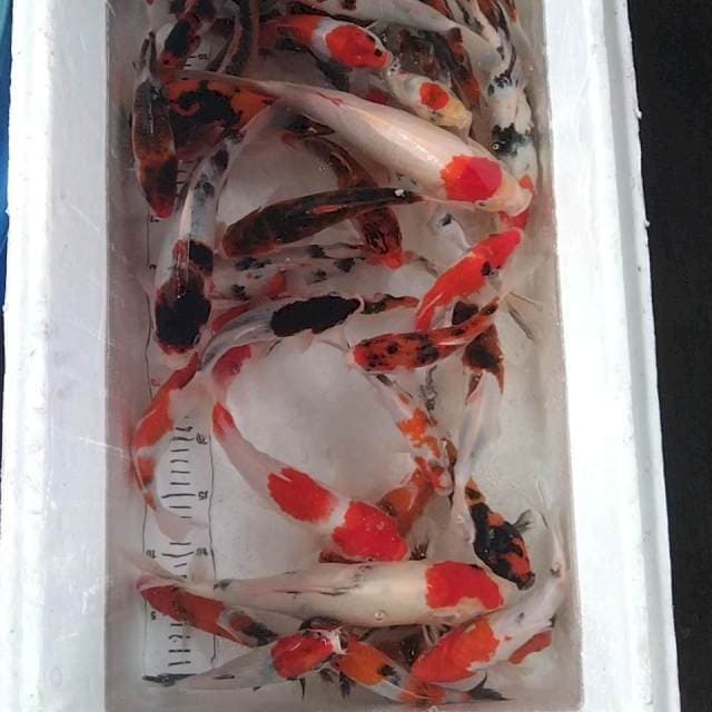 Paket 30 ekor