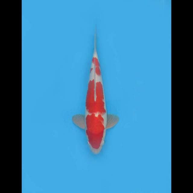 Kohaku Tosai Original