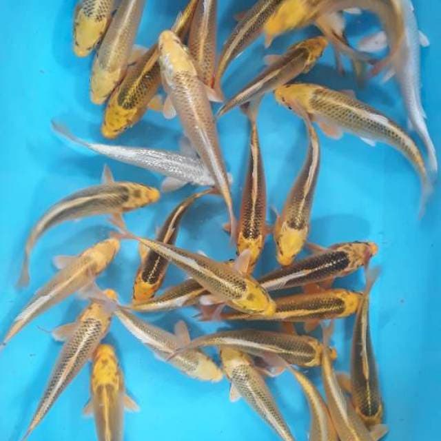 Paket ogon 30
