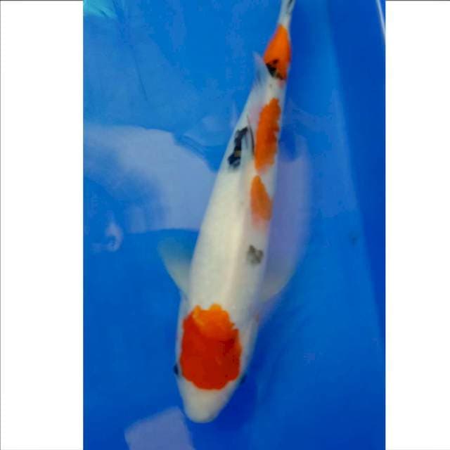 Tancho Sanke, 31 cm