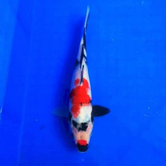 Showa kuchibeni merah 25cm