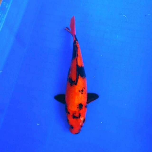 Hiutsuri merah strong tembus 25up